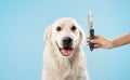 Calm labrador dog on grooming procedure, woman holding comb with wool, golden retriever sitting over blue background