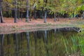 Calm lake in autumn forest. Trees with yellow foliage with reflection in pond. Nature tranquility. The fall season concept. Royalty Free Stock Photo