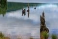 Calm lake landscape with decayed tree stumps