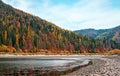 Calm lake with low water - round stones at shore visible, autumn coloured coniferous trees on other side, blue sky above Royalty Free Stock Photo