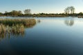 Calm lake with reeds and trees on the horizon Royalty Free Stock Photo