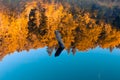 Calm lake water smooth surface with reflection from autumn sun rise trees orange lighting and sunken wooden stick in the center of Royalty Free Stock Photo