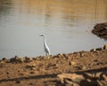 Blue heron on lake