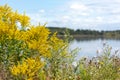 calm lake with yellow flowers and blue sky Royalty Free Stock Photo