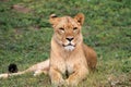 Calm lioness