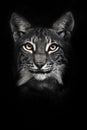 Calm look of yellow eyes of a bearded cat lynx, a symbol of calm confidence black isolated muzzle full face