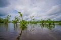 Calm and magical dark Amazon waters, located in the amazon rainforest in Cuyabeno National Park, in Sucumbios province