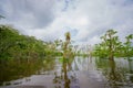 Calm and magical dark Amazon waters, located in the amazon rainforest in Cuyabeno National Park, in Sucumbios province