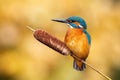 Calm male common kingfisher sitting still on bulrush reed on a sunny day