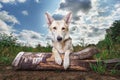 Calm mongrel dog lying on log at nature Royalty Free Stock Photo