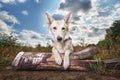Calm mongrel dog lying on log at nature Royalty Free Stock Photo