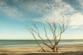 Calm Morning On The Shores Of The Atlantic Ocean. Dry Tree On The Beach. Gulf Of Mexico. Florida. USA.