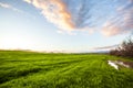 Calm morning sky with vast green field of fresh grass and vegetation