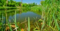 Calm natural green swamp in national park. Summer weekend. Juicy trees reeds and grass. Time to travel, go everywhere Royalty Free Stock Photo