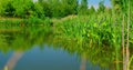 Calm natural green swamp in wild nature. Summer weekend. Juicy trees reeds and grass. Time to travel, go everywhere Royalty Free Stock Photo