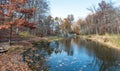 Natural Pond with Floating Autumn Oak Leaves Royalty Free Stock Photo