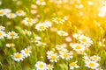 Summer flowers meadow under soft sunlight and sun rays. Spring meadow field background Royalty Free Stock Photo