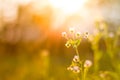 Summer flowers meadow under soft sunlight and sun rays. Spring meadow field background Royalty Free Stock Photo