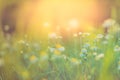 Sunset flowers meadow under soft sunlight and sun rays. Spring meadow field background Royalty Free Stock Photo