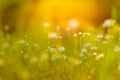 Sunset flowers meadow under soft sunlight and sun rays. Spring meadow field background Royalty Free Stock Photo