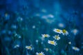 Sunset flowers meadow under soft sunlight and sun rays. Spring meadow field background Royalty Free Stock Photo