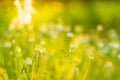 Sunset flowers meadow under soft sunlight and sun rays. Spring meadow field background Royalty Free Stock Photo