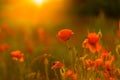 Sunset poppy flowers meadow under soft sunlight and sun rays. Spring meadow field background Royalty Free Stock Photo