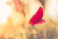 Sunset poppy flowers meadow under soft sunlight and sun rays. Spring meadow field background Royalty Free Stock Photo