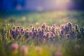 Summer nature flowers meadow under soft sunlight and sun rays. Spring meadow field background Royalty Free Stock Photo