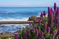 Calm Ocean with Purple Flowers in the foreground Royalty Free Stock Photo