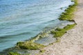 Calm ocean waves washing green algae onto the beach at a tourist resort on the Mediterranean Sea, concept for eutrophication, Royalty Free Stock Photo