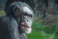 Calm old chimpanzee looking at the camera Royalty Free Stock Photo
