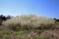 Calm Pastoral Background Scene with Blooming Trees Royalty Free Stock Photo