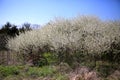 Calm Pastoral Scene with Blooming Trees Royalty Free Stock Photo