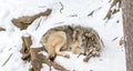 Calm and peaceful brown wolf in a snowy rocky landscape