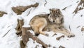 Calm and peaceful brown wolf in a snowy rocky landscape