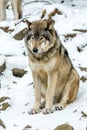 Calm and peaceful brown wolf in a snowy rocky landscape