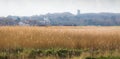 Reed beds in rural norfolk, UK.