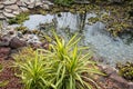 A calm peaceful serene shallow pond with rocks and water plants