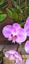 Calm pink moon orchid