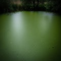A calm pond is covered in green algae, creating a smooth, dense surface. Surrounding Royalty Free Stock Photo