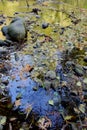 A calm pool in the river reflects the blue sky and green of the trees while clogged with fallen leaves