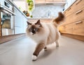 Calm Ragdoll Cat Walking Towards Camera Indoors Royalty Free Stock Photo