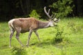 Calm red deer eating bush on meadow during summer.