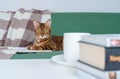 Calm and relaxed bengal cat rest on sofa with book, cup of tea and stack of other books on coffee table