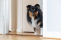 tricolor shetland sheepdog is standing in the doorway