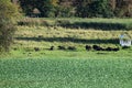 buffalo herd in low grass of the Eifel valley near ThÃÂ¼r Royalty Free Stock Photo