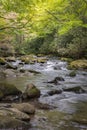 A calm river covered in a vibrant canopy of trees in the Smoky Mountains