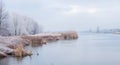 A calm river with snow-covered trees and reeds along the shoreline Royalty Free Stock Photo