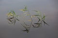 Calm river surface. Grass above the water and its reflection. The plant and its reflection are like a hieroglyph. A conceptual